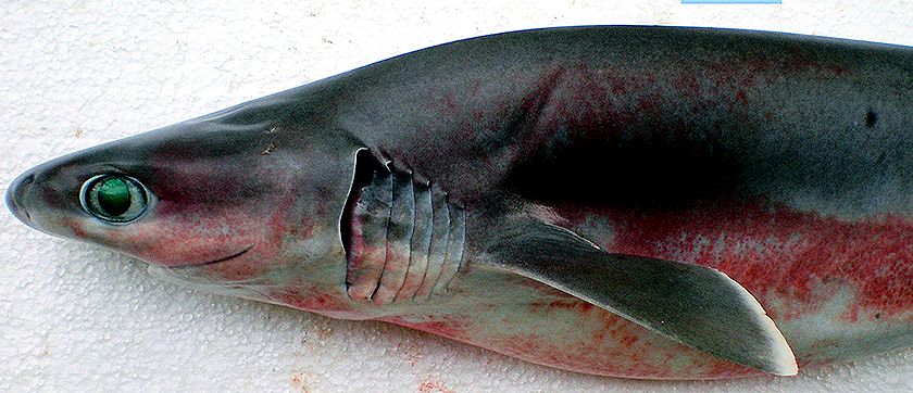 Hexanchus nakamurai  3365.jpg